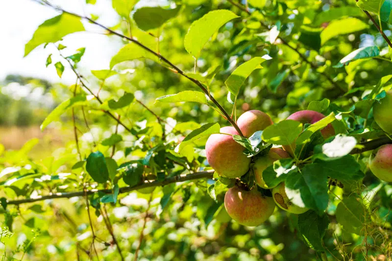 Byggegrunde i Haarby - Nøddehaven
