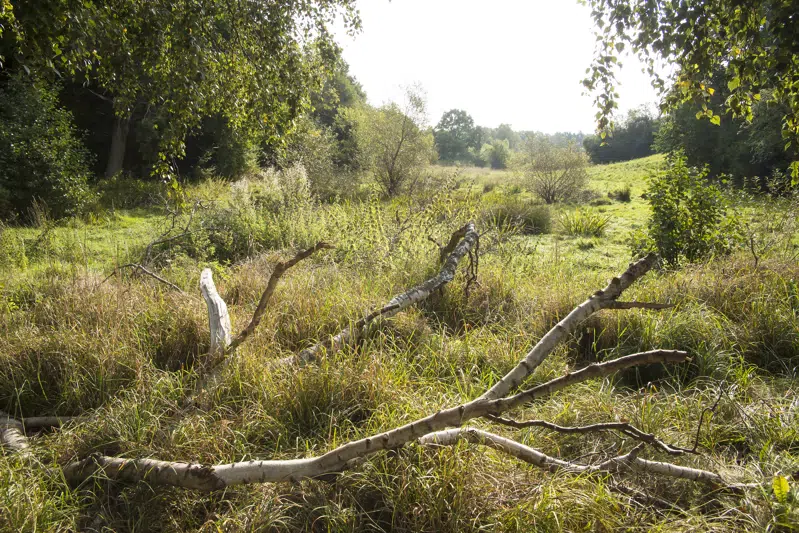 Krogenlundsmose - Småsøerne. Fotograf: Finn Jørgensen  