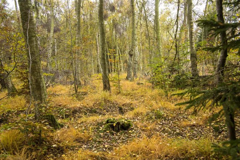 Blik ind i Storesø Lyngen. Fotograf Finn Jørgensen, Egedal Kommune