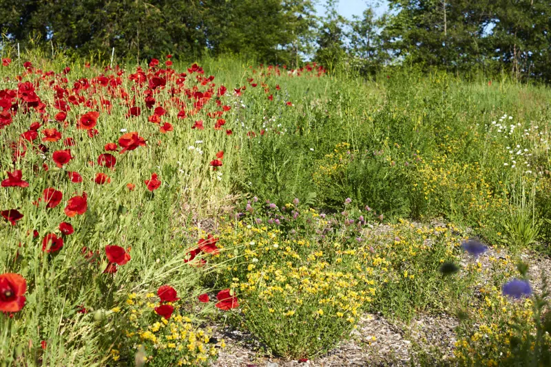 Foto: Egedal Kommune giver gratis frøblandinger til faunastriber, som øger biodiversiteten og naturværdien i agerlandet.