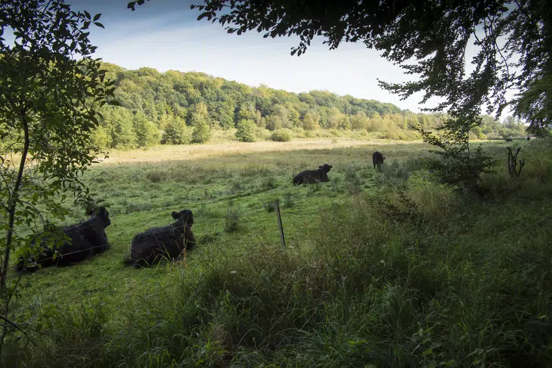 Tunneldal mellem Buresø og Bastrup Sø med kreaturer i forgrunden af billedet