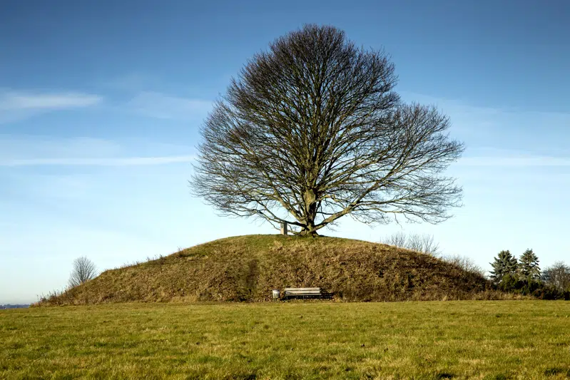 Foto af Kong Svends Høj på dag med blå himmel. På højen står stort træ i midten og bænk foran