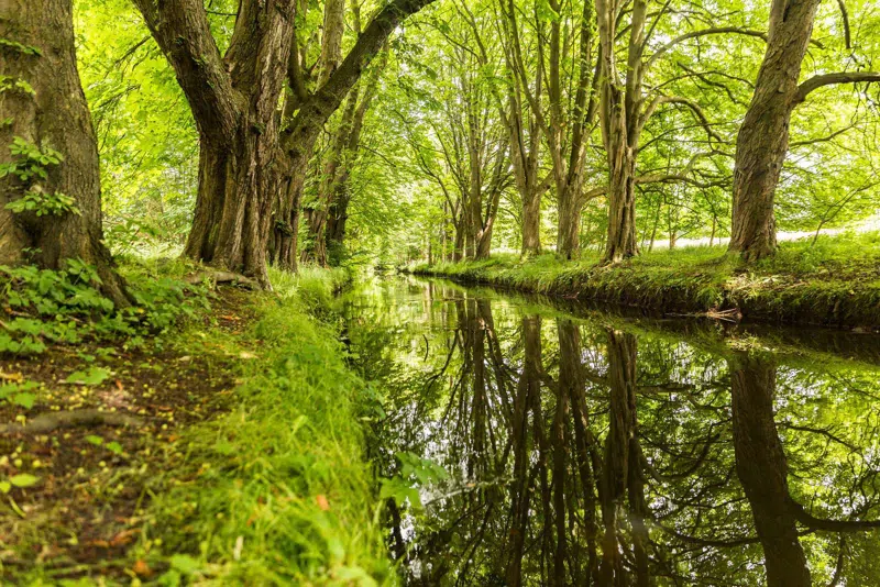 en lille dam i en skov