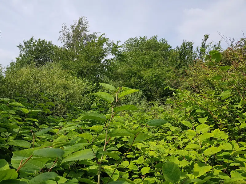 Paltholmvej før rydning