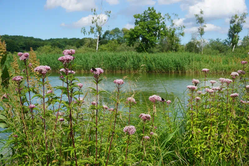 Klimavenlig ferie besøg lokalt Oremosen - tørvegrav med hjortetrøst