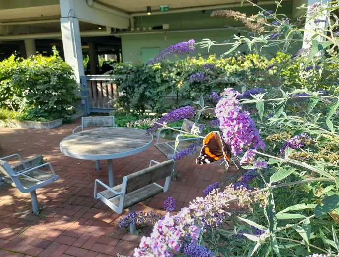 Terrasse ved centeret