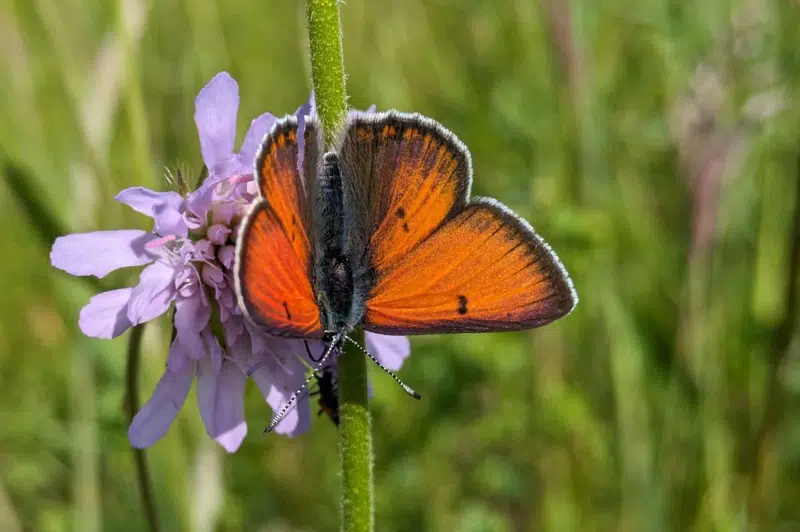 Violetrandet ildfugl