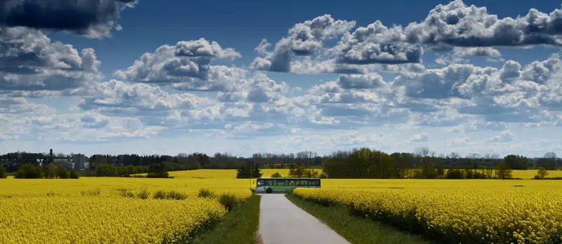 Bus mellem rapsmarker