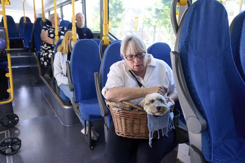 kunde har sin hund med i bussen.