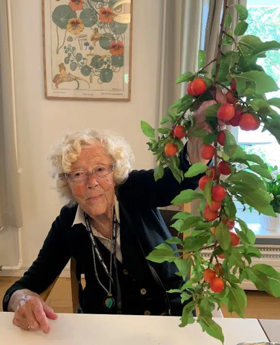 En ældre kvinde  viser en hel gren med mirabeller frem