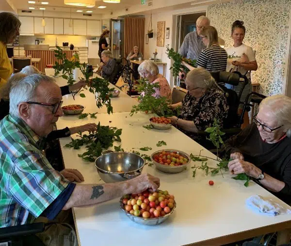 Ældre mennesker sidder i et køkken alrum på en institution og piller mirabeller af grene. Mirabellerne bliver lagt op i skåle.