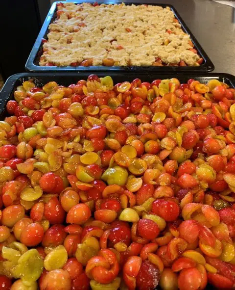 En bradepande fyldt til randen med halverede mirabeller. Bag bradepanden er der endnu en flydt badepande