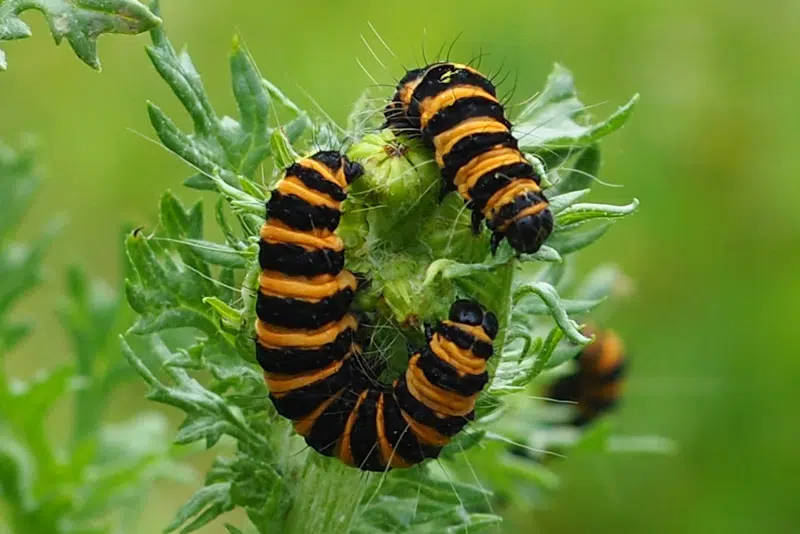 Billede af sommerfuglelarven blodplet.