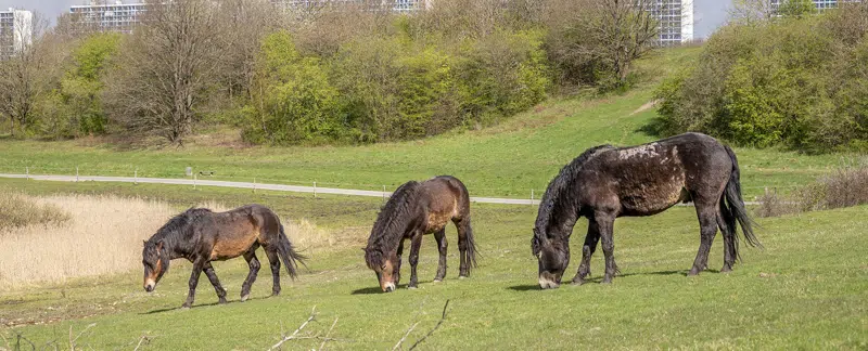 Heste i Høje Gladsaxe Park