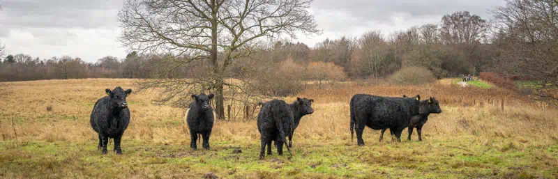 Galloway-kvæg i Fedtmosen