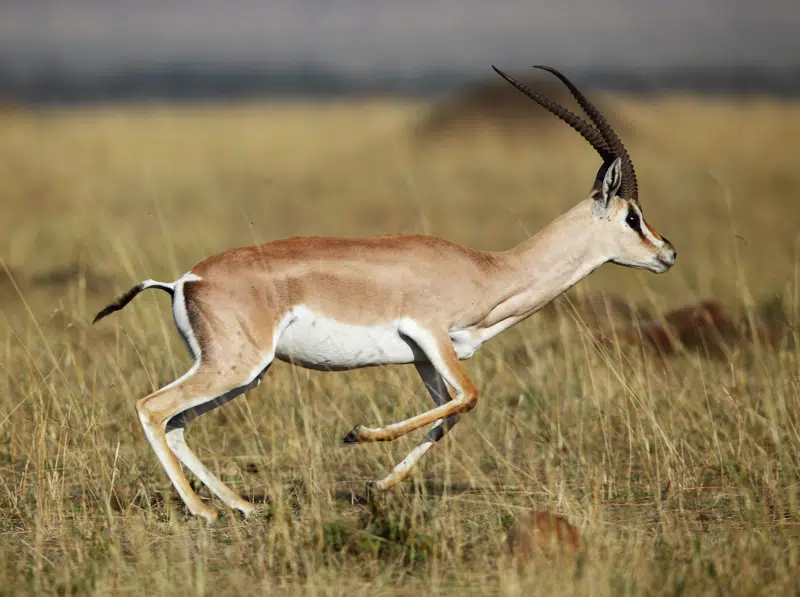 Gazelle på savannen 