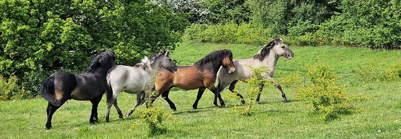 Heste i Høje Gladsaxe Park