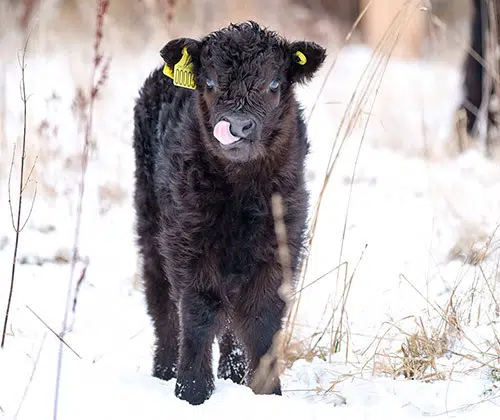 Den nye kalv i Radiomarken