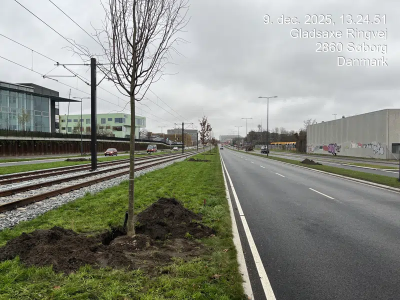 Nyplantede vejtræer på Gladsaxe Ringvej langs letbanen