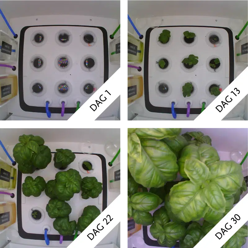 Basilikumplanten vokser stødt fra dag 1 til dag 22-