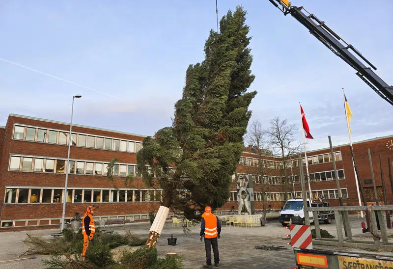 Den 14 meter høje rødgran er ved at blive placeret på Gladsaxe Rådhusplads.