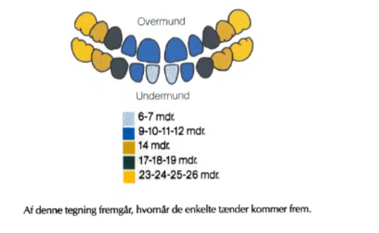 Tegning der viser, hvornår de enkelte tænder kommer frem