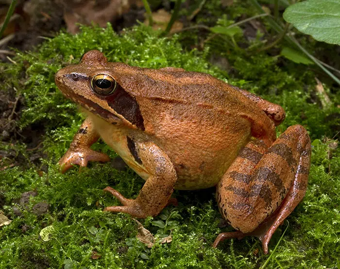 Springfrø siddende på mos