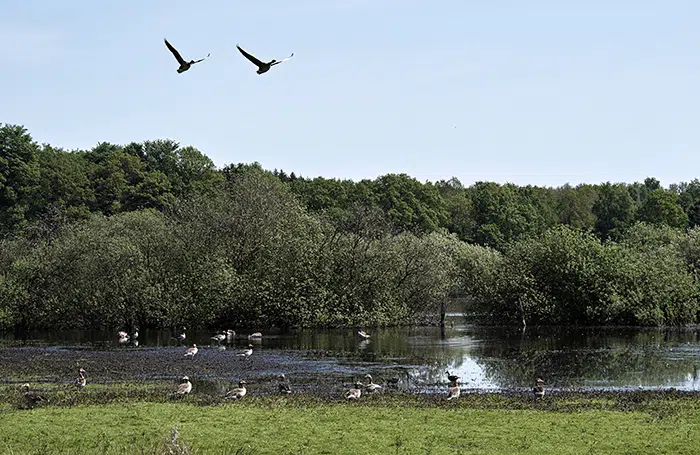 Moseområde med græssende og flyvende gæs