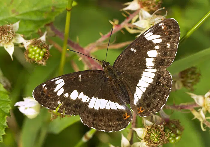 Sommerfuglen Hvid admiral, som tilhører takvingefamilien