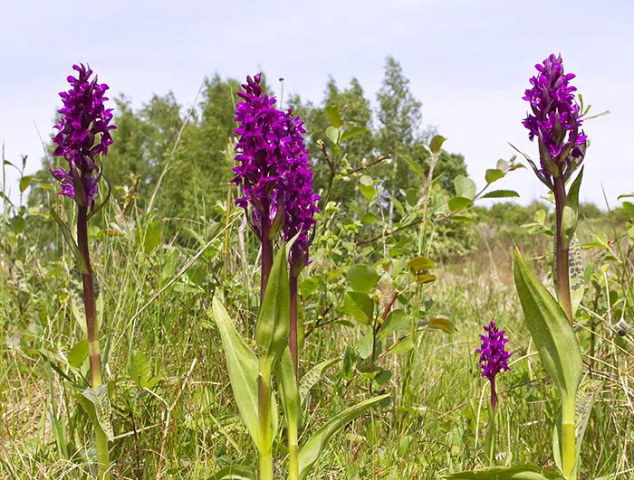Klynge af orkideen Maj-gøgeurt