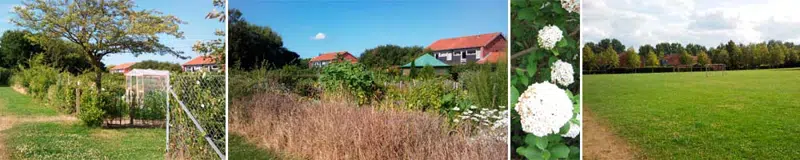 Billeder fra kolonihaven