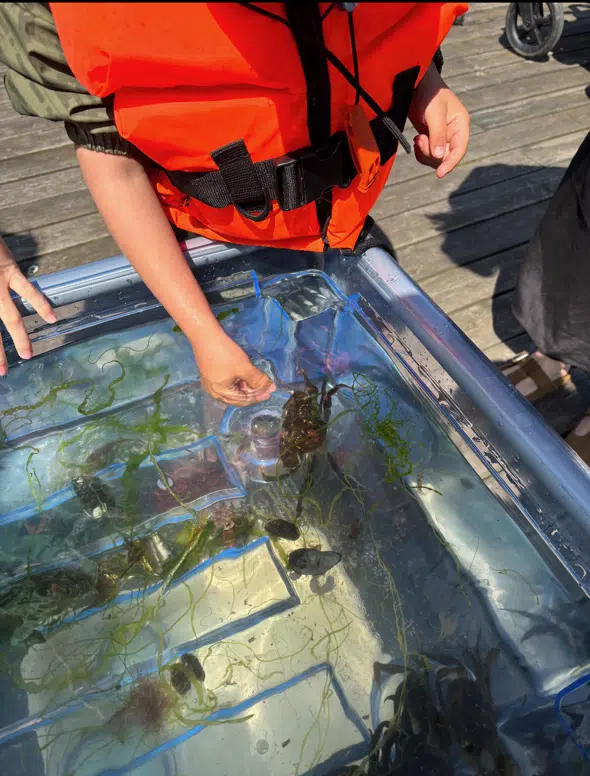 Børn fra Naturskolen kigger på indfangne krabber - der selvfølgelig slippes fri igen.
