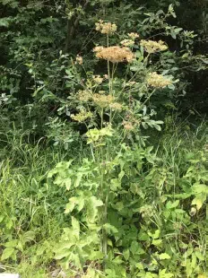 Almindelig bjørneklo med frøstande