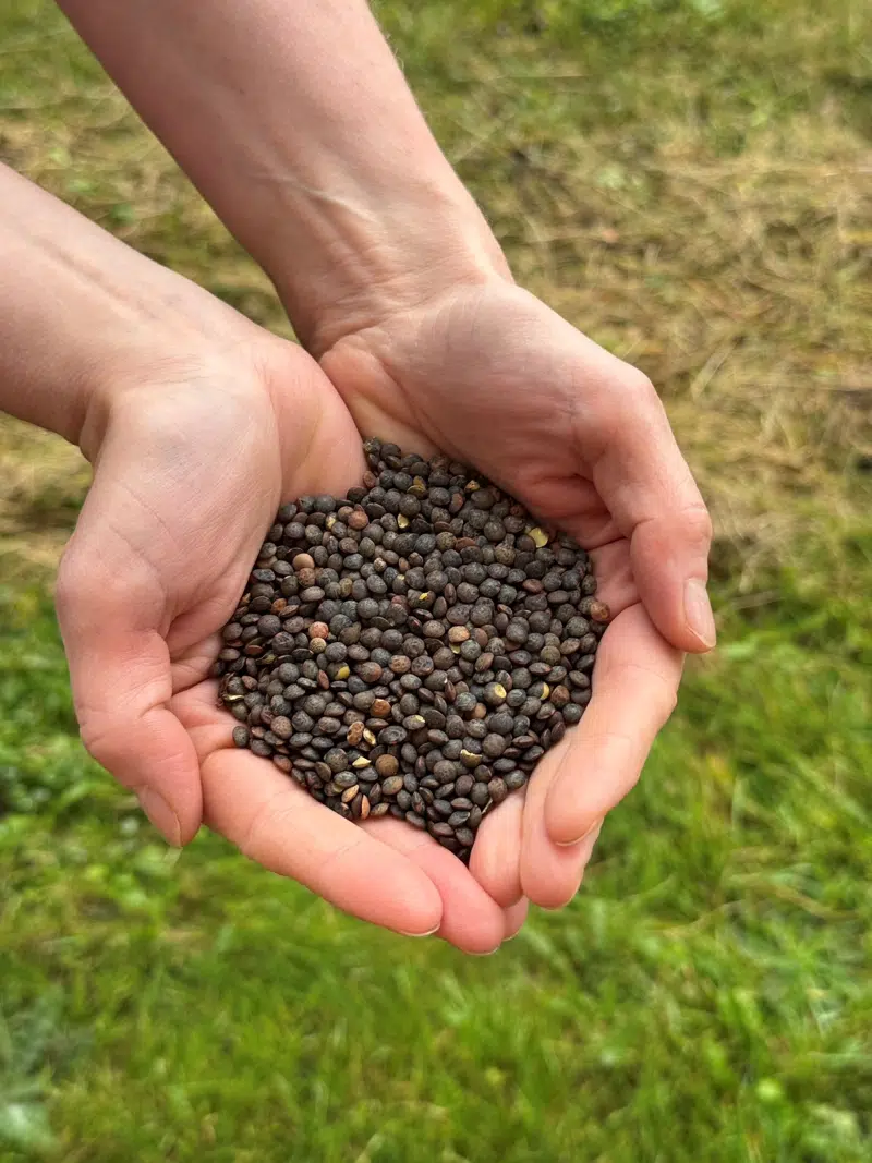 Syv kommunale køkkener i Kolding skal teste opskrifter med danske bælgfrugter 