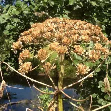 Frøskærm på kæmpebjørneklo.
