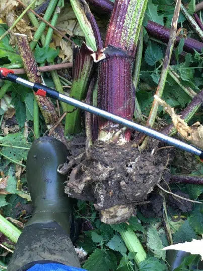 Gammel kæmpebjørneklo er rodstukket. Der er 5 cm mellem mærkerne på pinden.