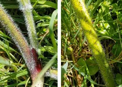 Stænglen på unge kæmpebjørneklo er håret og har røde pletter