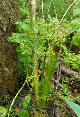 Kæmpebjørneklo har været slået af, nu har den sat en ny lavtsiddende skærm med frø.