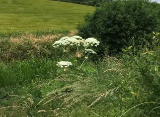 Kæmpebjørneklo i blomst.