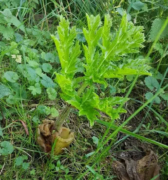 Kæmpebjørneklo skyder igen efter slåning.