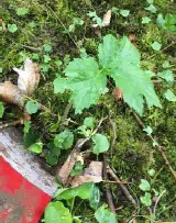 Stor kimplante af kæmpebjørneklo