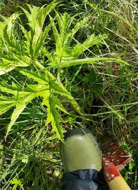 Kæmpebjørneklo bekæmpes med spade