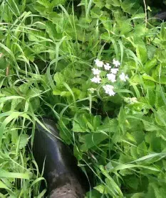 Panikblomst af kæmpebjørneklo i lav højde.