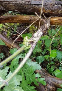 Rodstukken kæmpebjørneklo lagt på grene