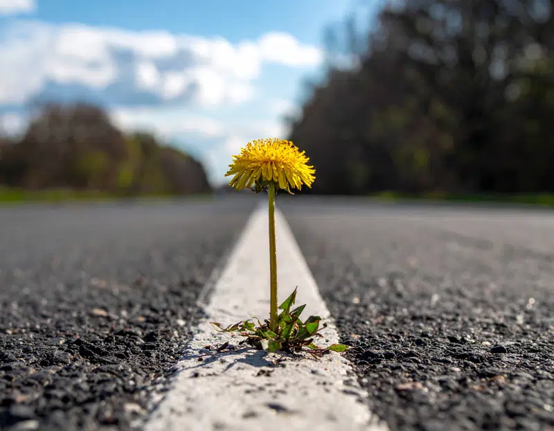 Rusmiddelstrategiens forside - viser en mælkebøtte, der vokser igennem asfalt