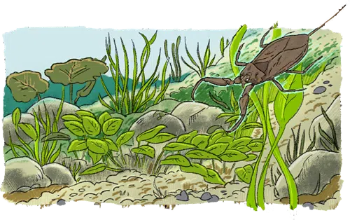 Hvis vandhullet bliver udformet rigtigt, vil planter og dyr finde vej af sig selv.