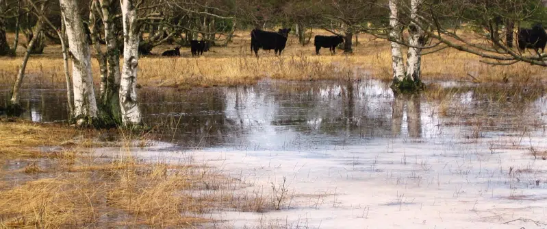 Billede af Læsøs natur og landskab