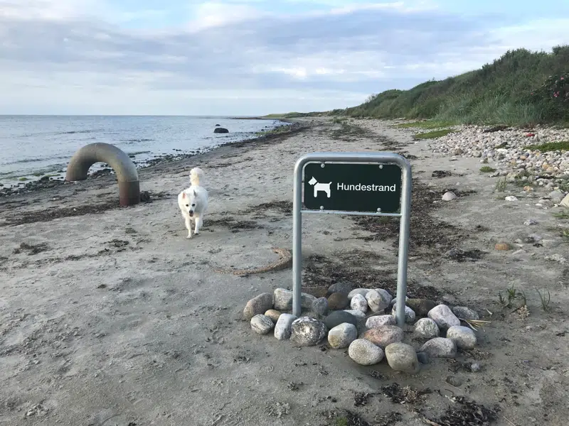 Hund der går på strand