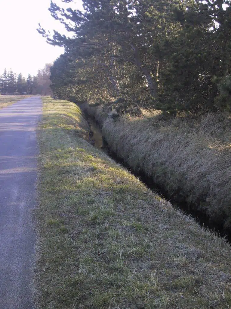 skov