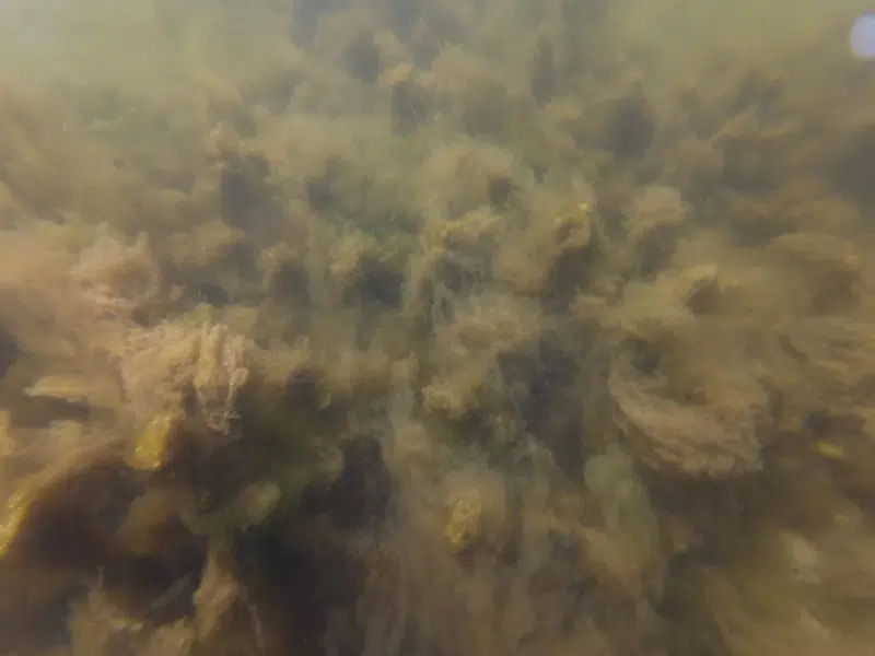 Aflejringsområde for detritus (sandsynligvis henfalden ålegræs).